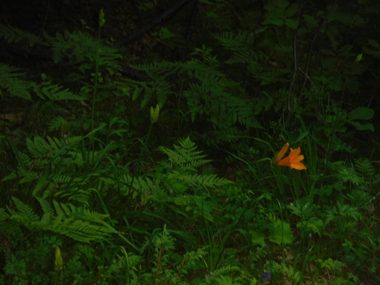 DSCF3305.JPG