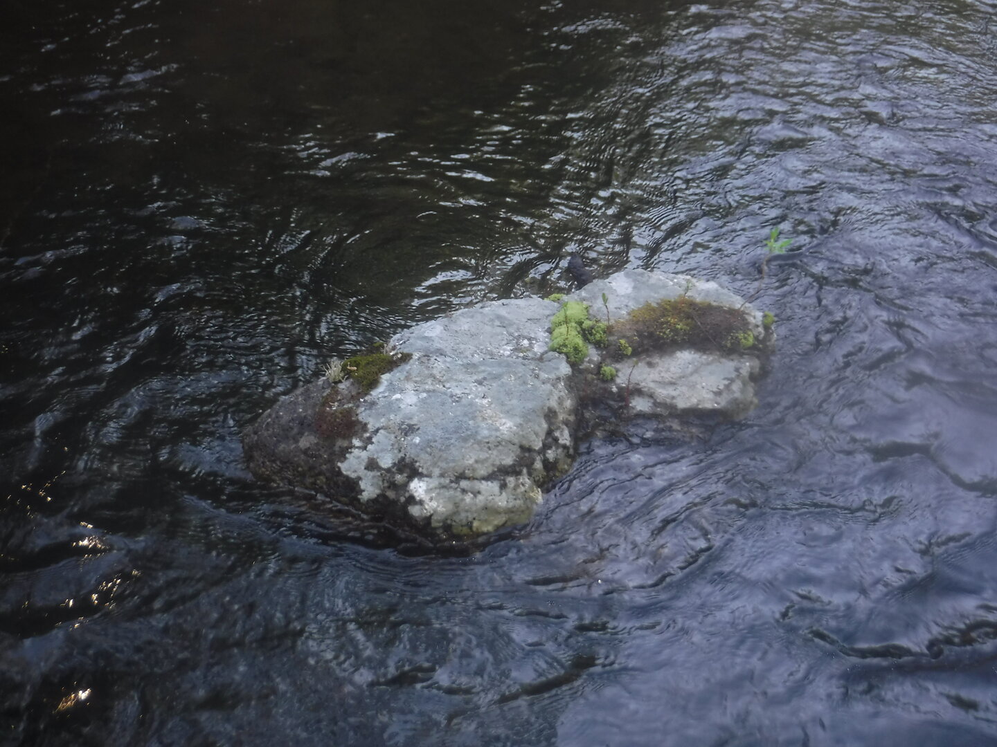 DSCF3338.JPG