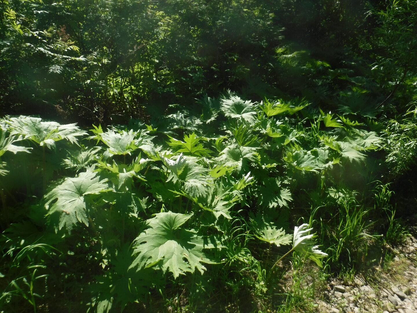 DSCF3345.JPG