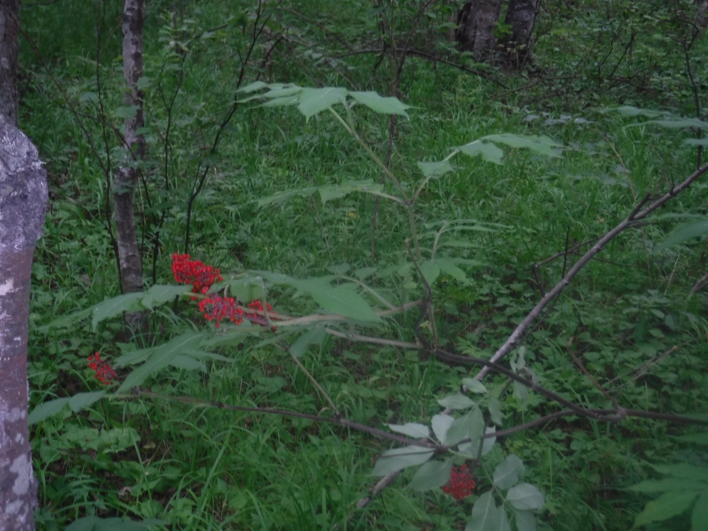 DSCF3422.JPG
