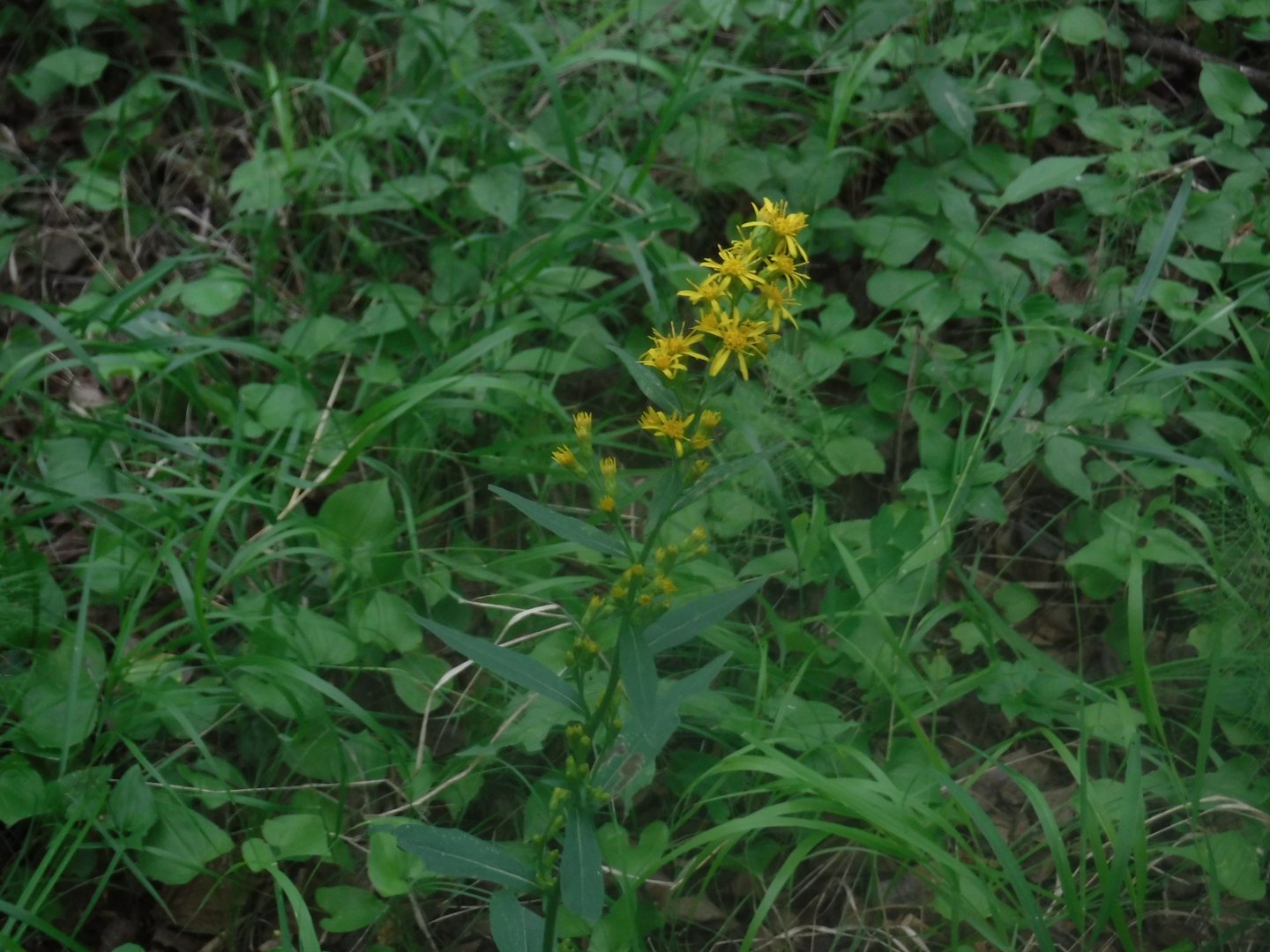 DSCF3424.JPG
