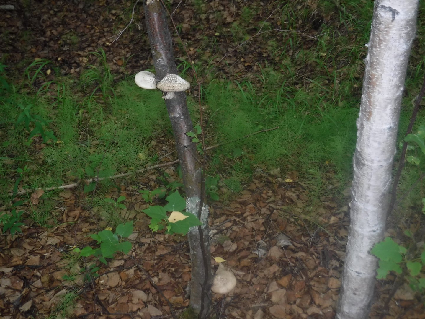DSCF3425.JPG