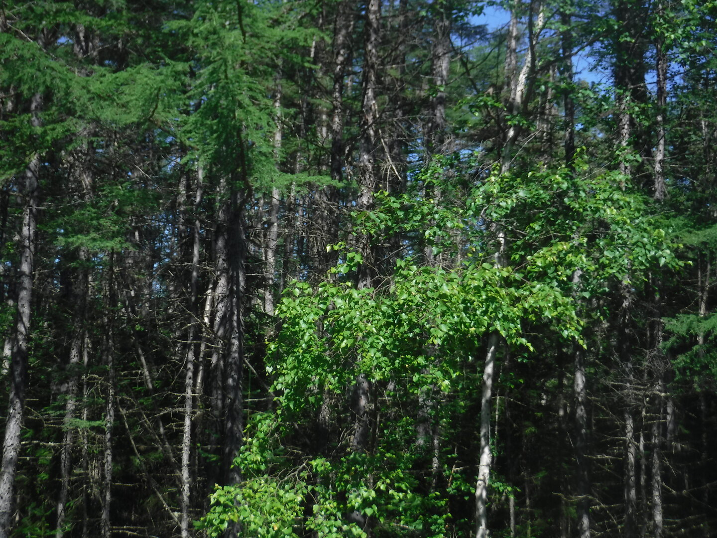 DSCF3431.JPG