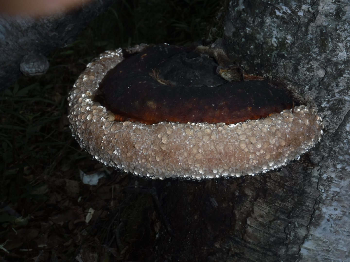 DSCF3435.JPG