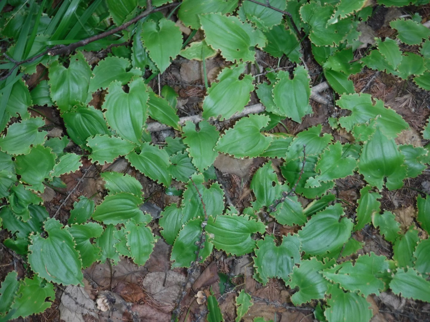 DSCF3439.JPG