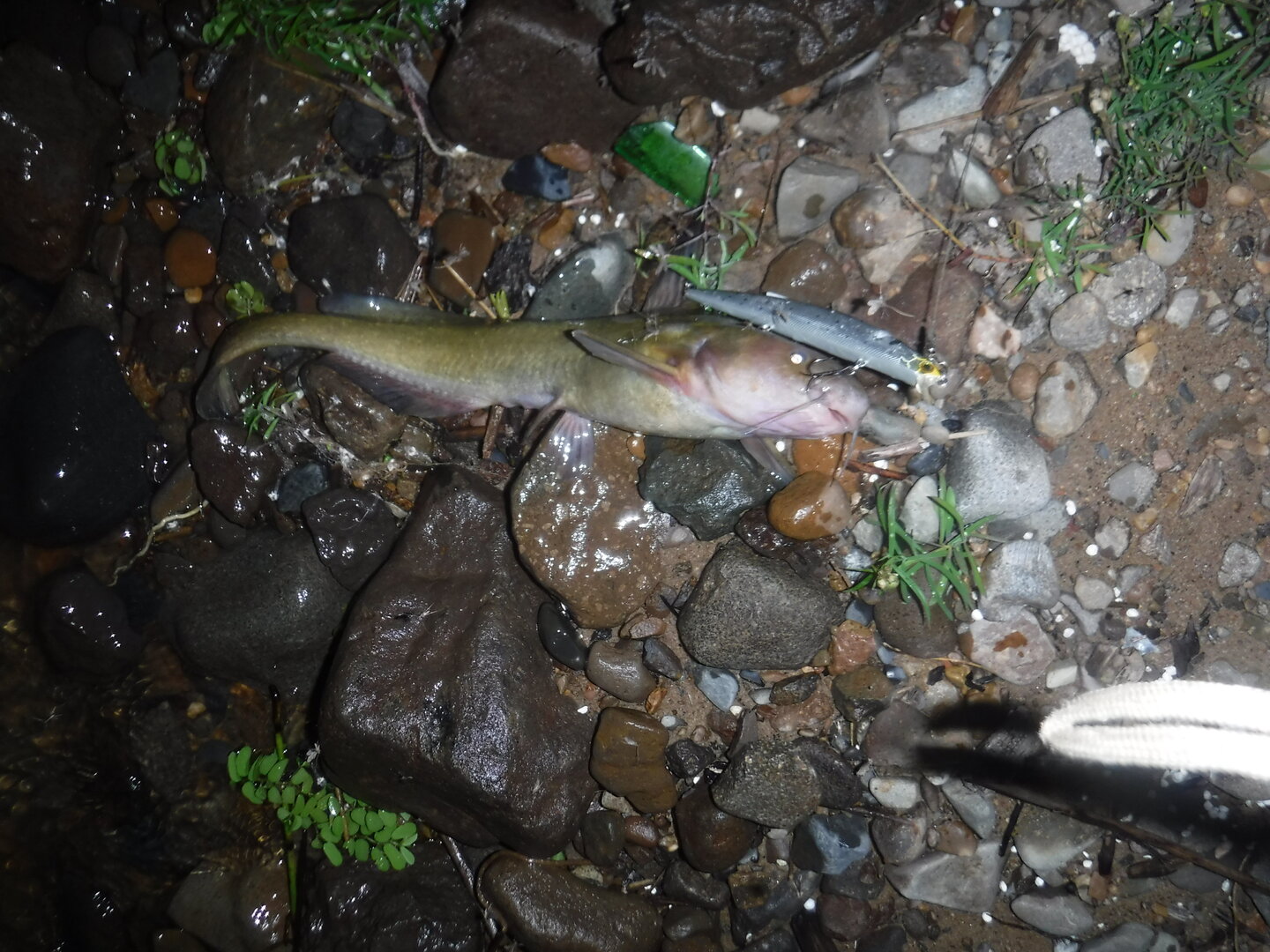DSCF3445.JPG