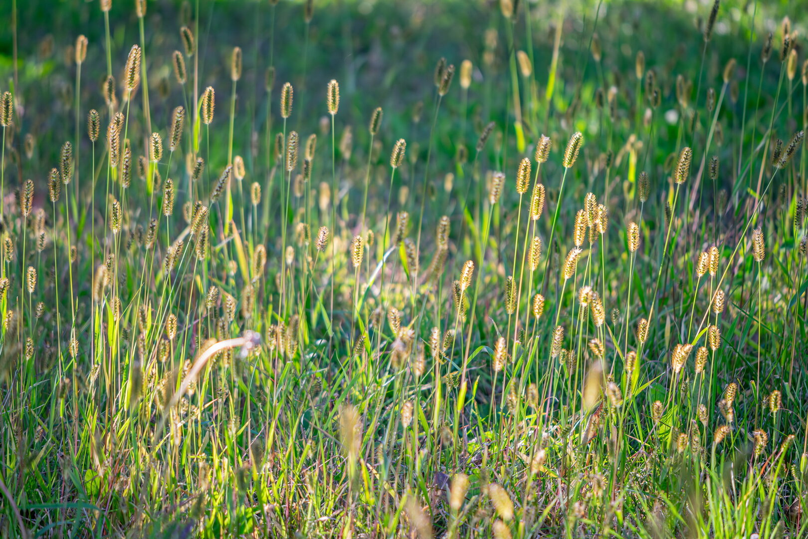 DSCF3495.jpg