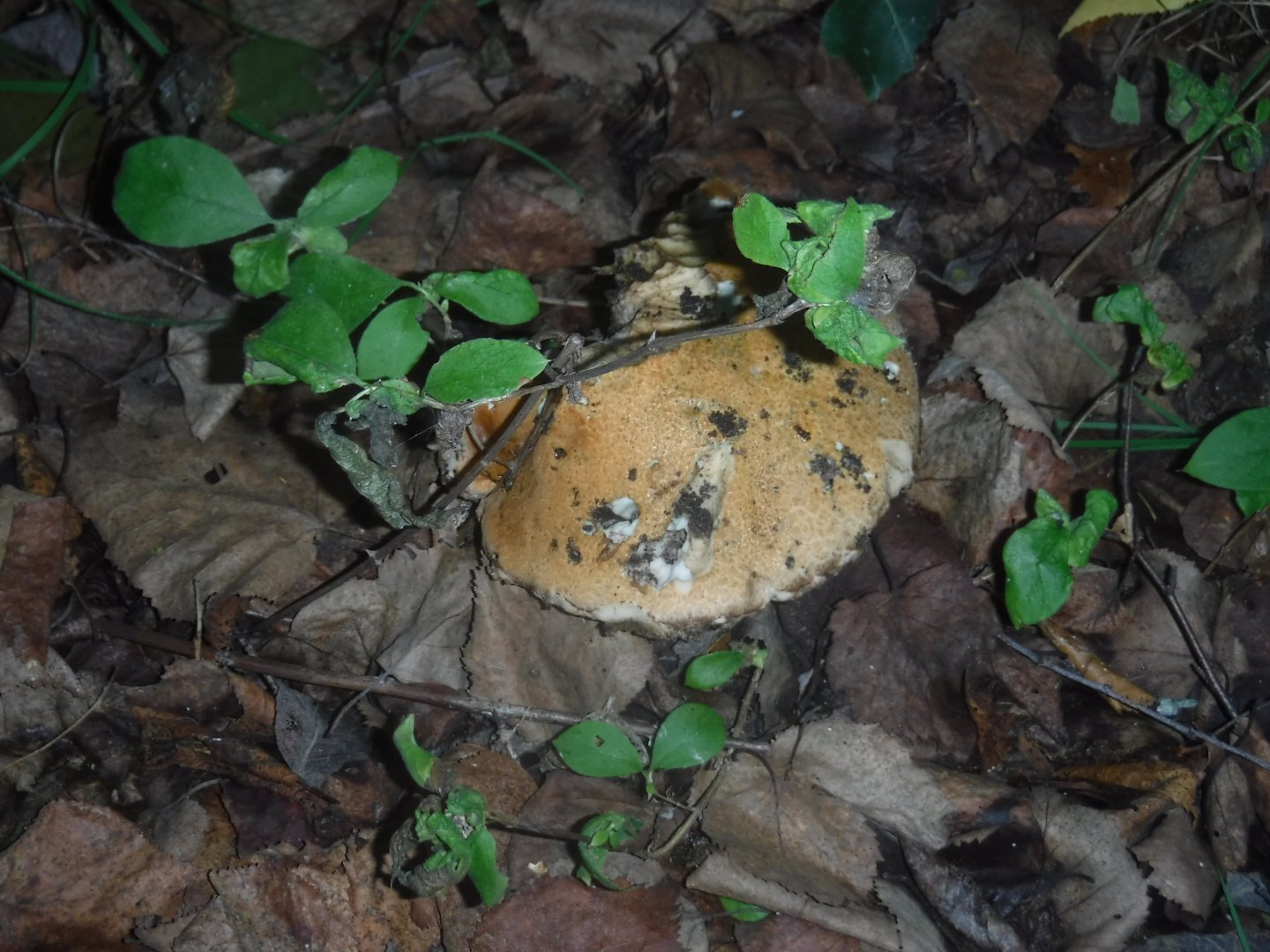 DSCF3496.JPG
