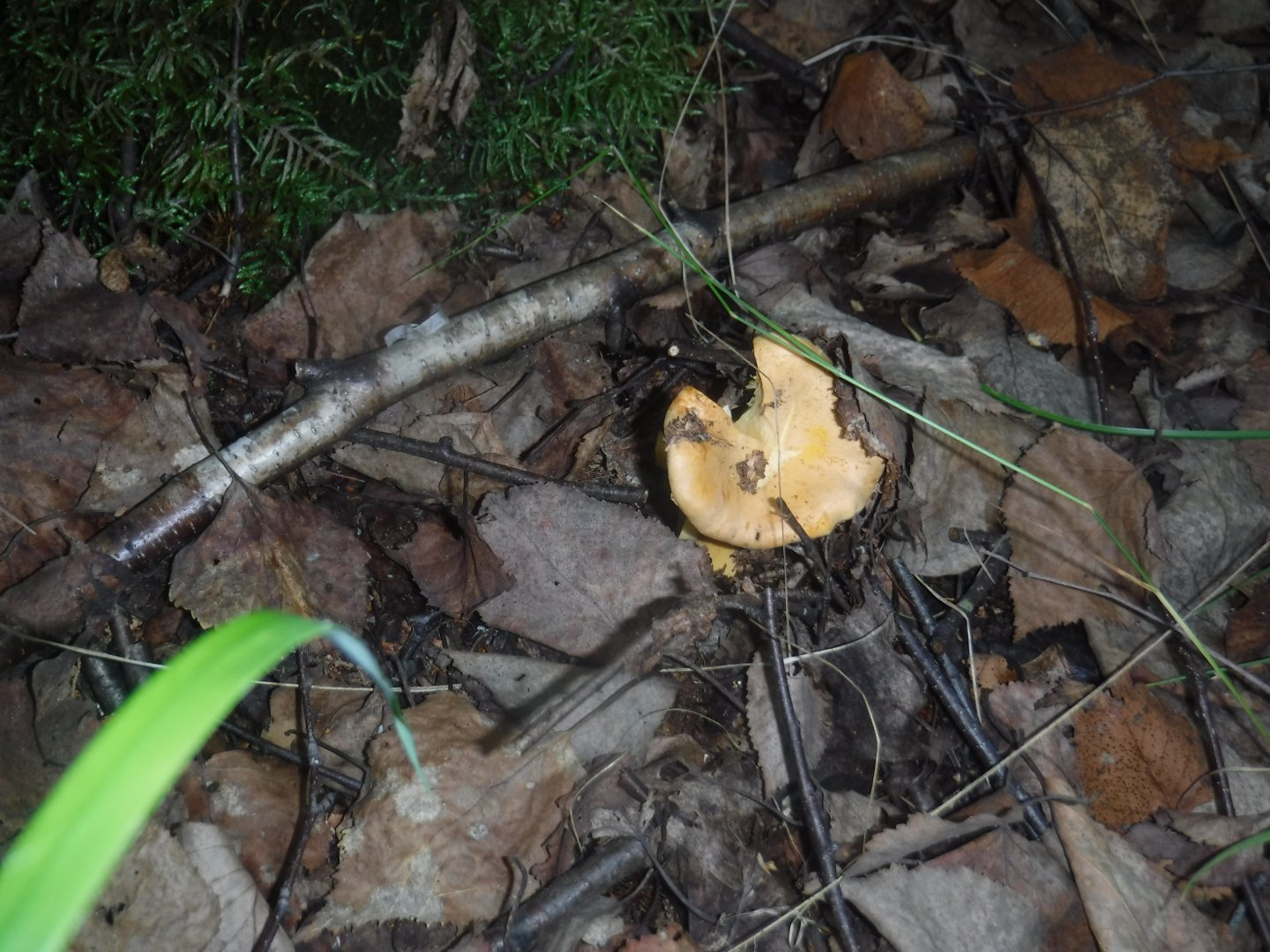 DSCF3504.JPG