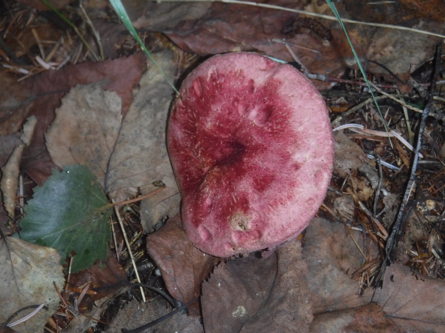 DSCF3506.JPG