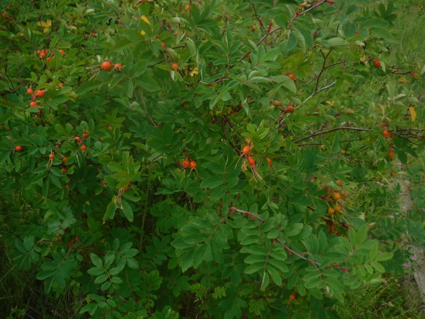 DSCF3508.JPG