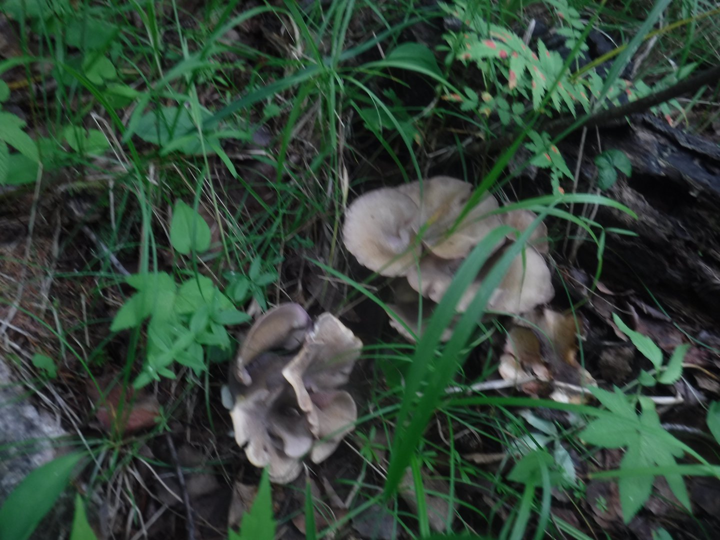 DSCF3509.JPG