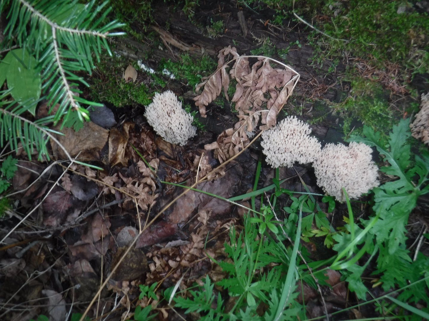 DSCF3511.JPG