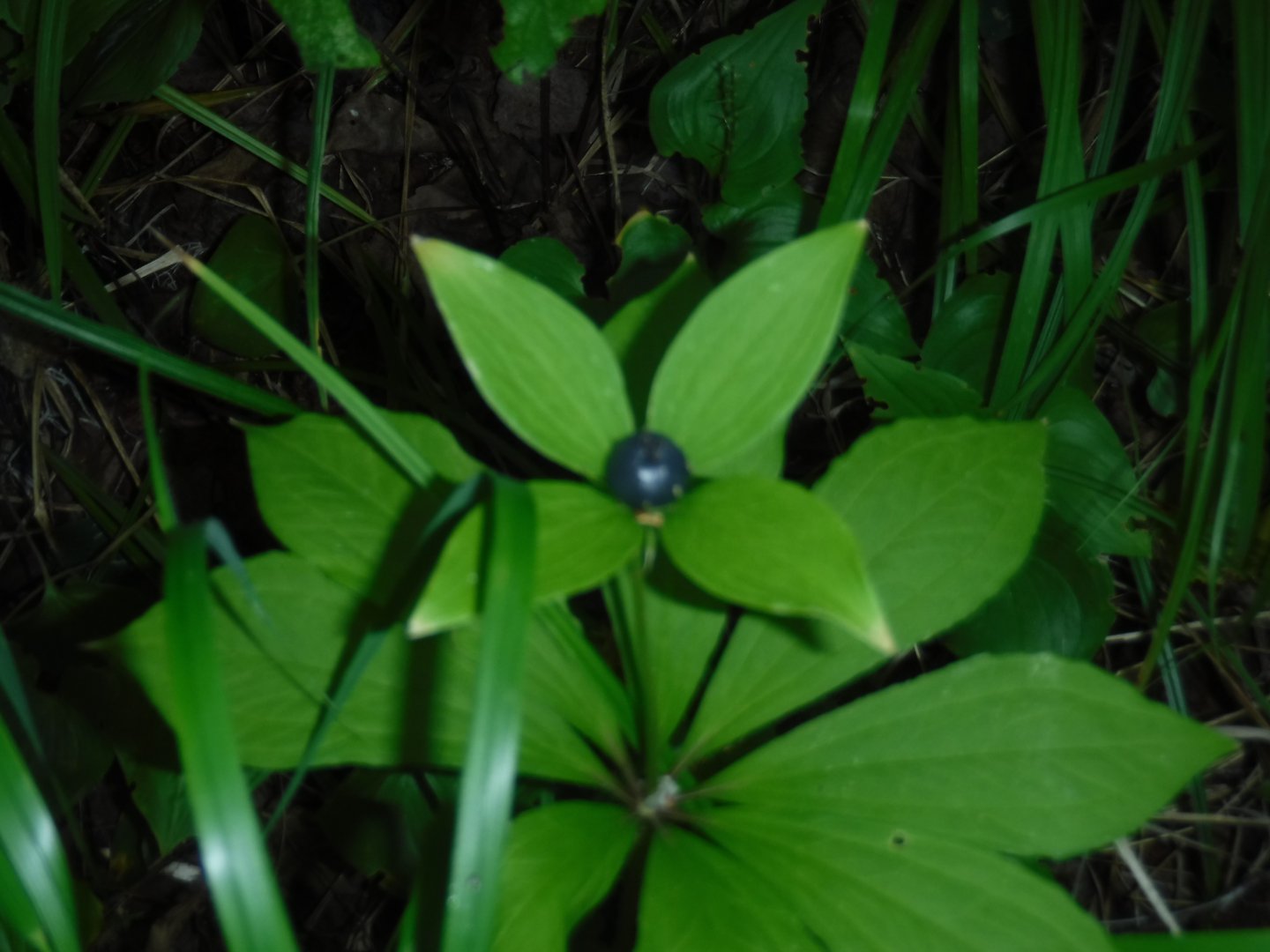 DSCF3517.JPG