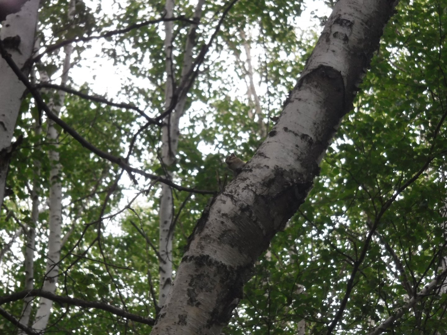 DSCF3518.JPG