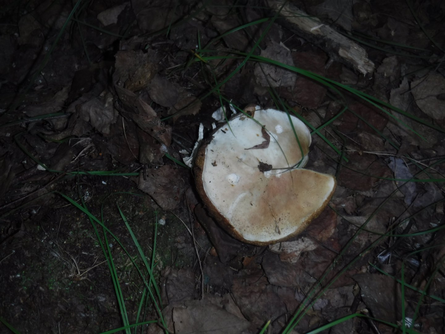DSCF3523.JPG