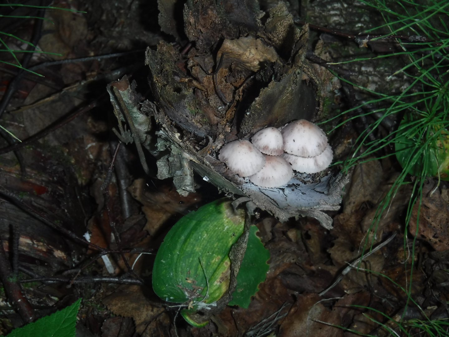 DSCF3528.JPG