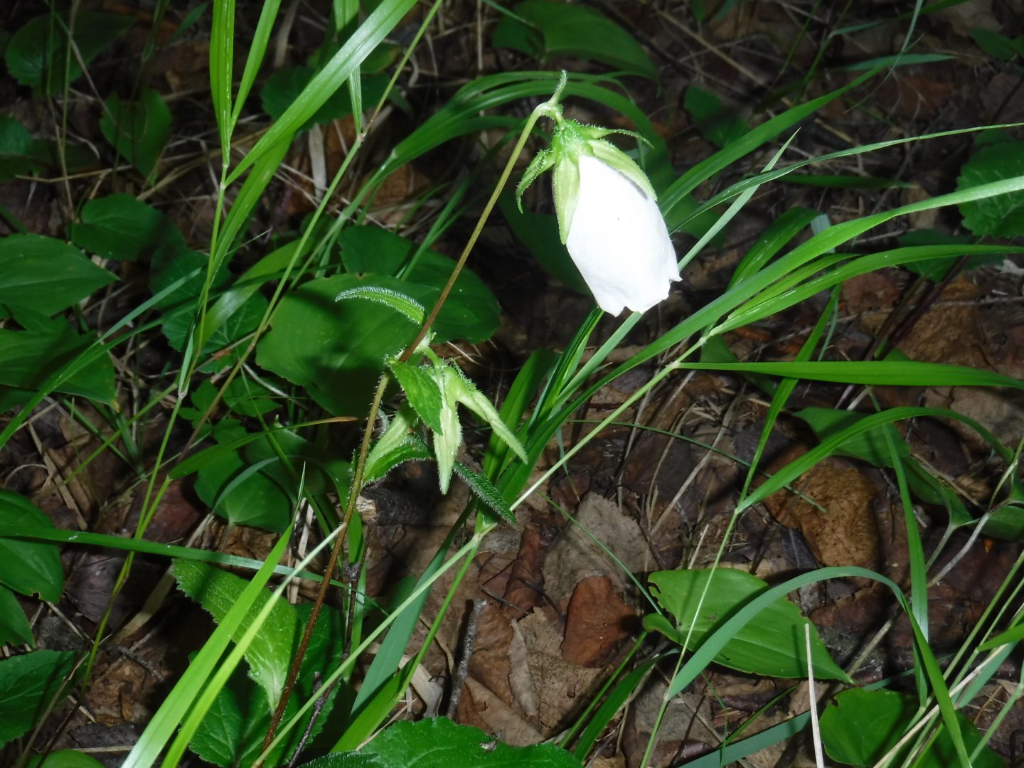 DSCF3531.JPG