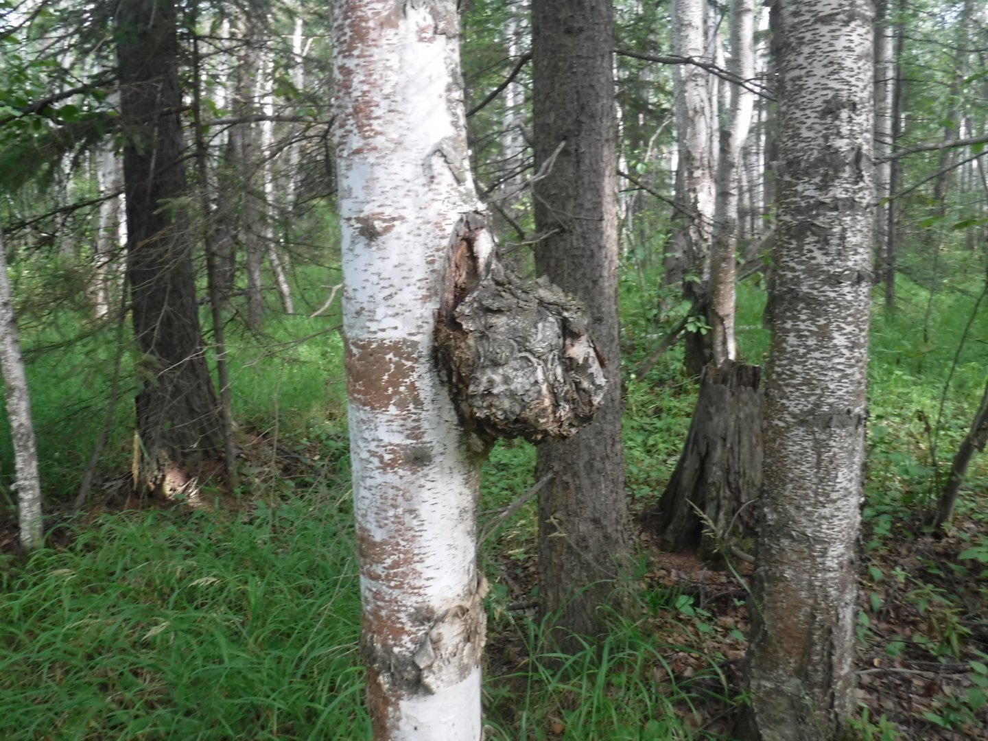 DSCF3534.JPG