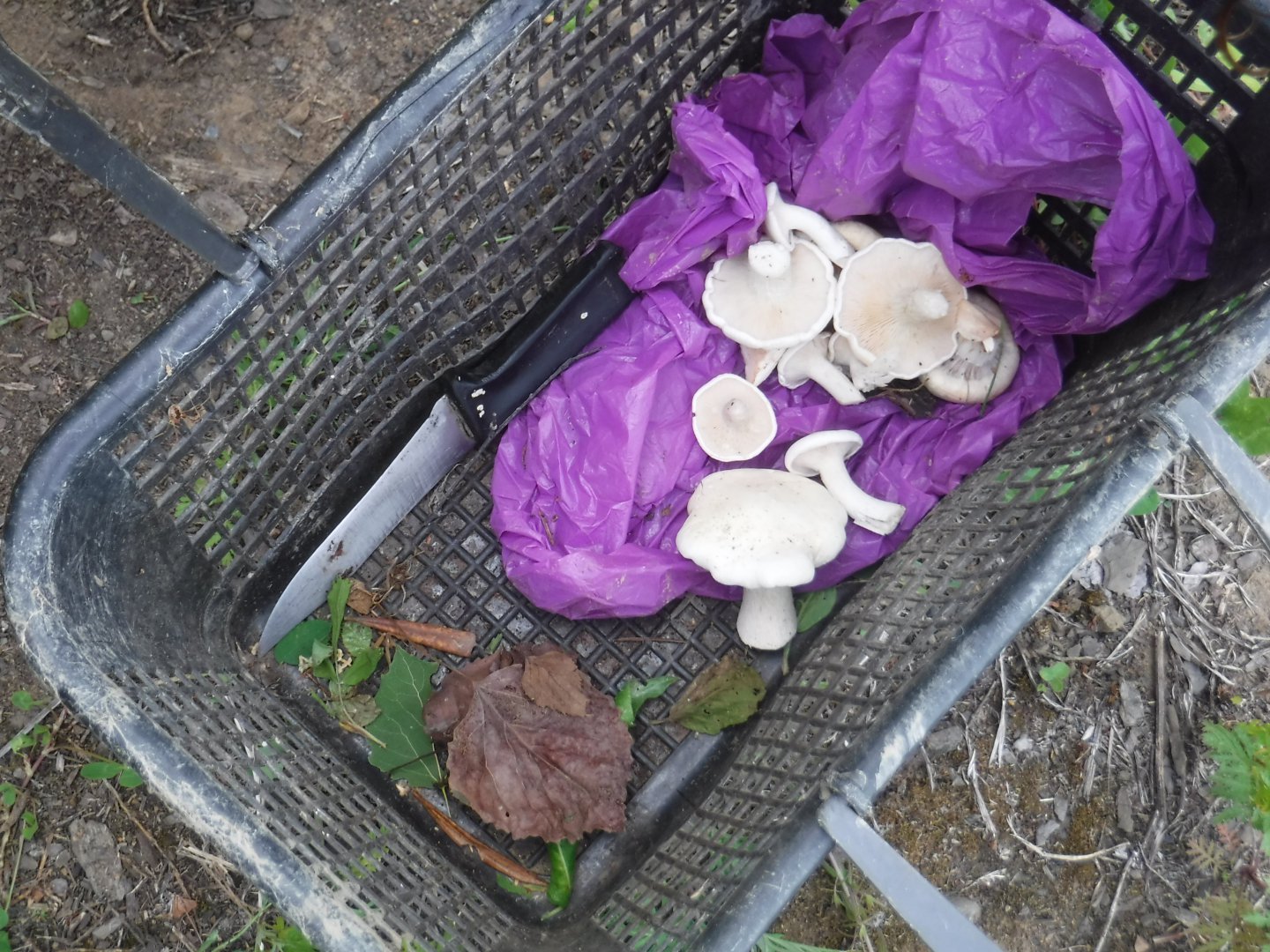 DSCF3545.JPG