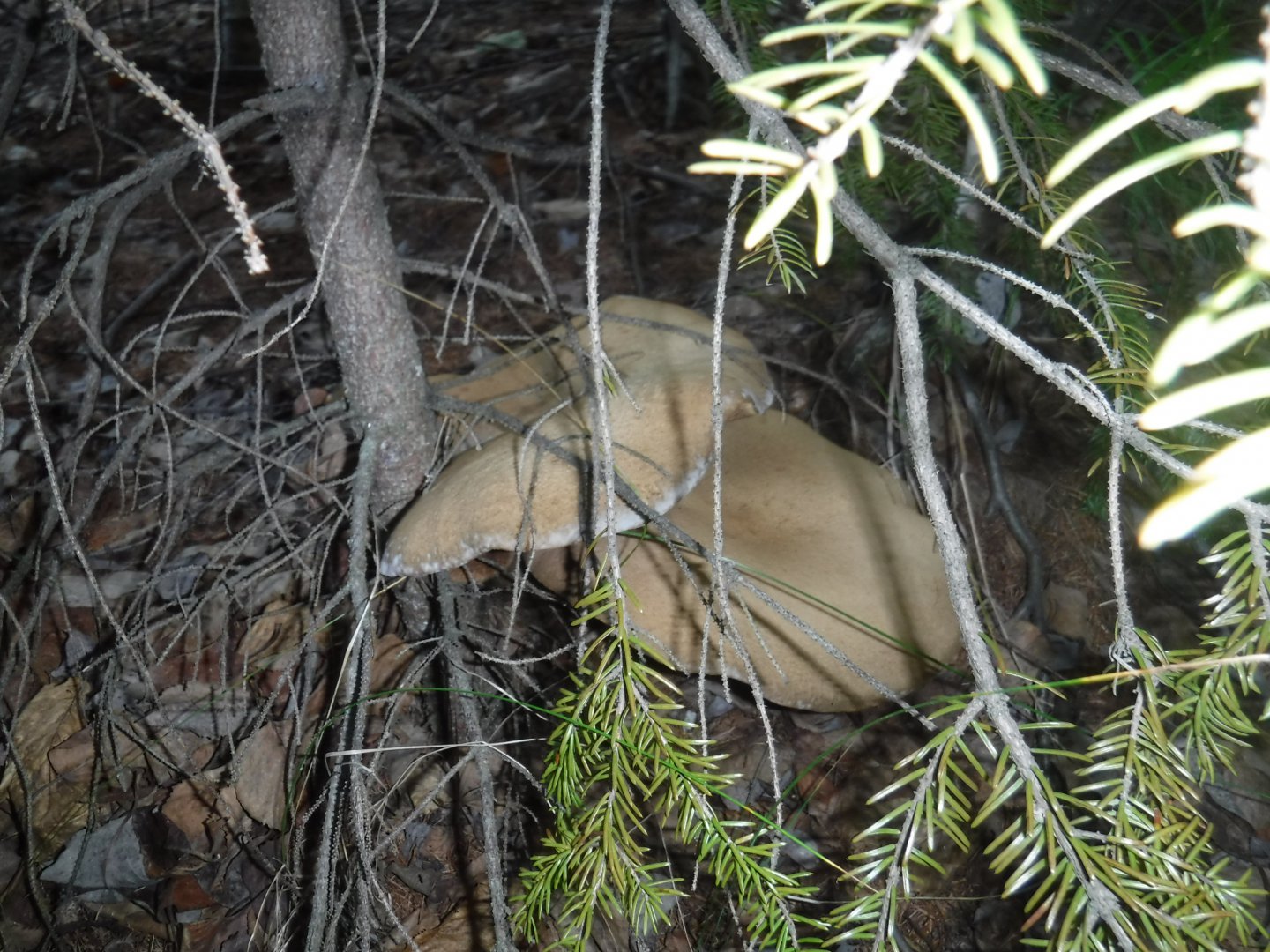DSCF3554.JPG