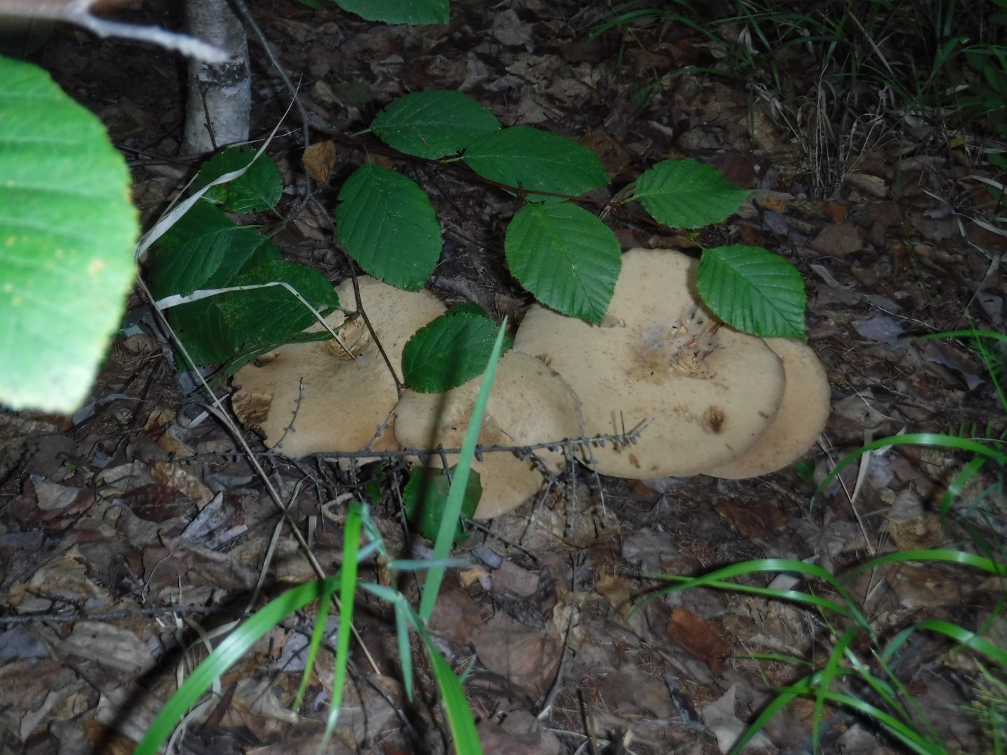 DSCF3558.JPG