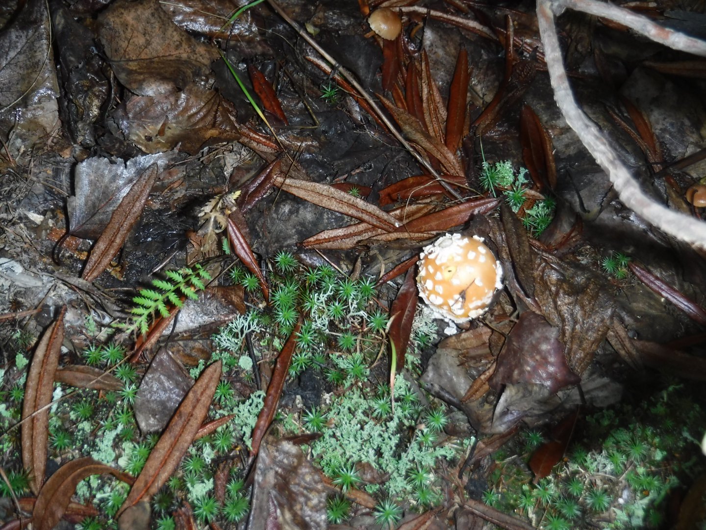 DSCF3571.JPG