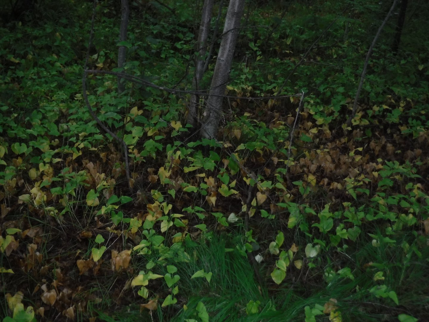 DSCF3573.JPG