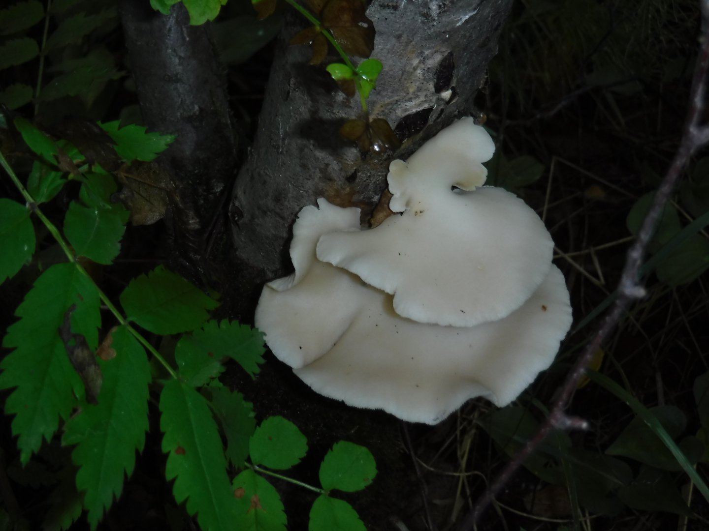 DSCF3575.JPG