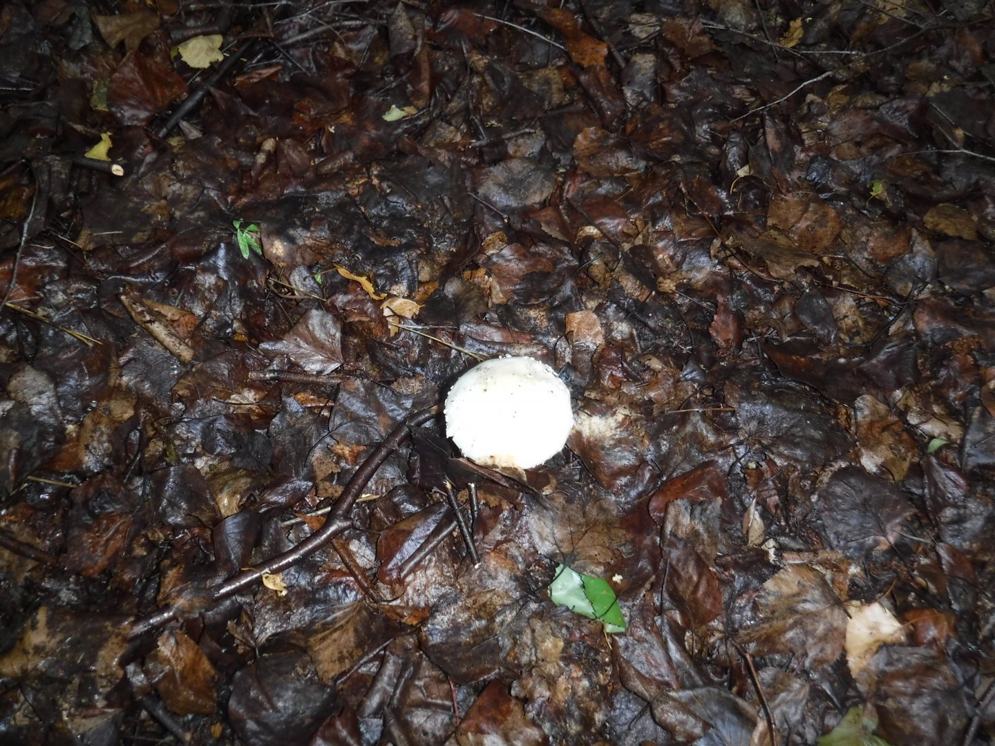 DSCF3576.JPG
