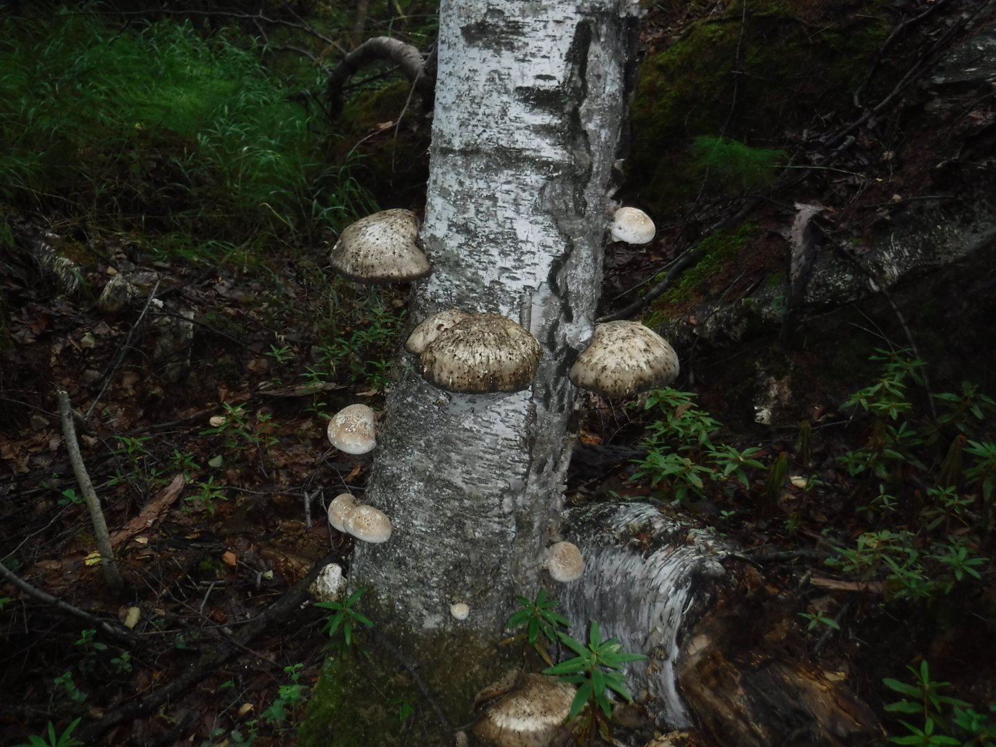 DSCF3578.JPG