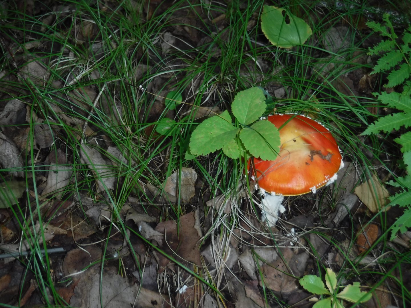 DSCF3586.JPG