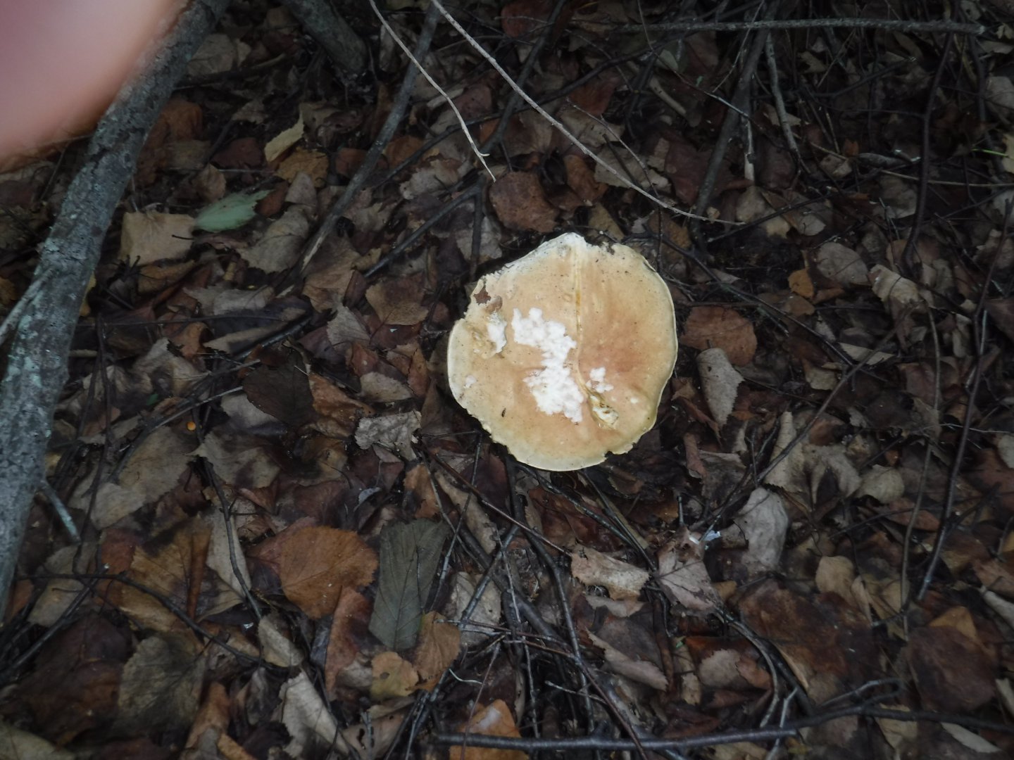 DSCF3592.JPG