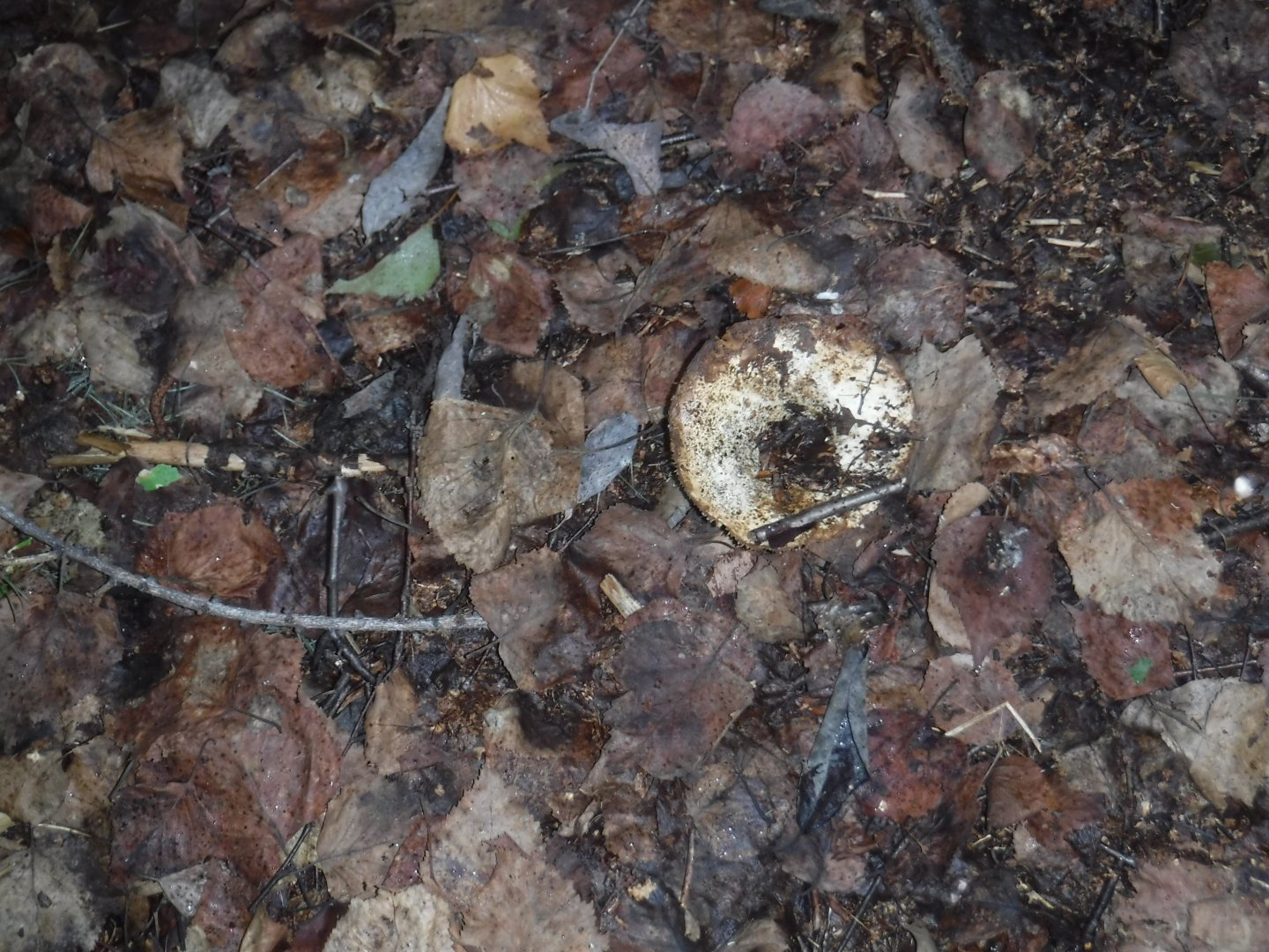 DSCF3594.JPG