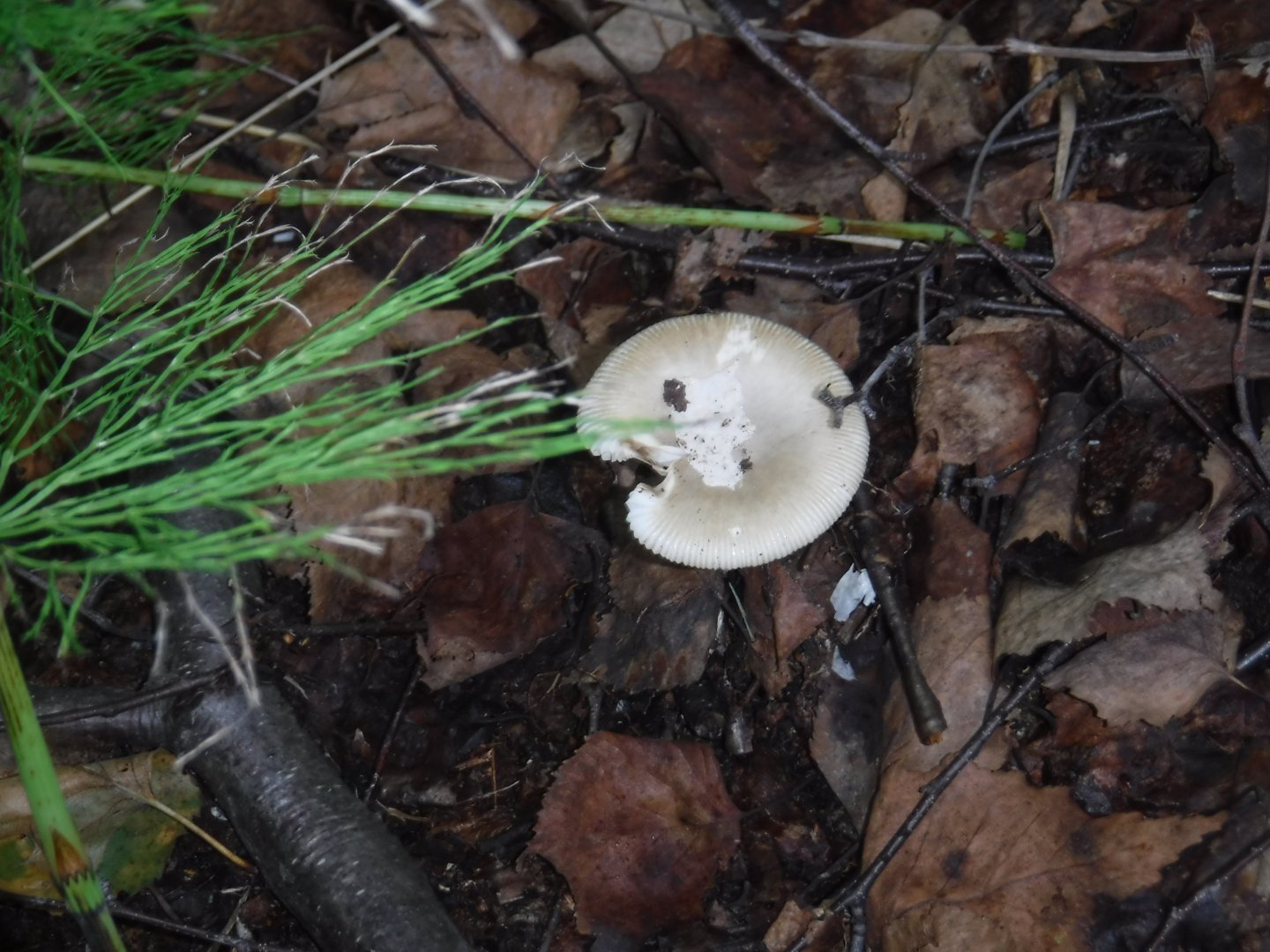 DSCF3596.JPG