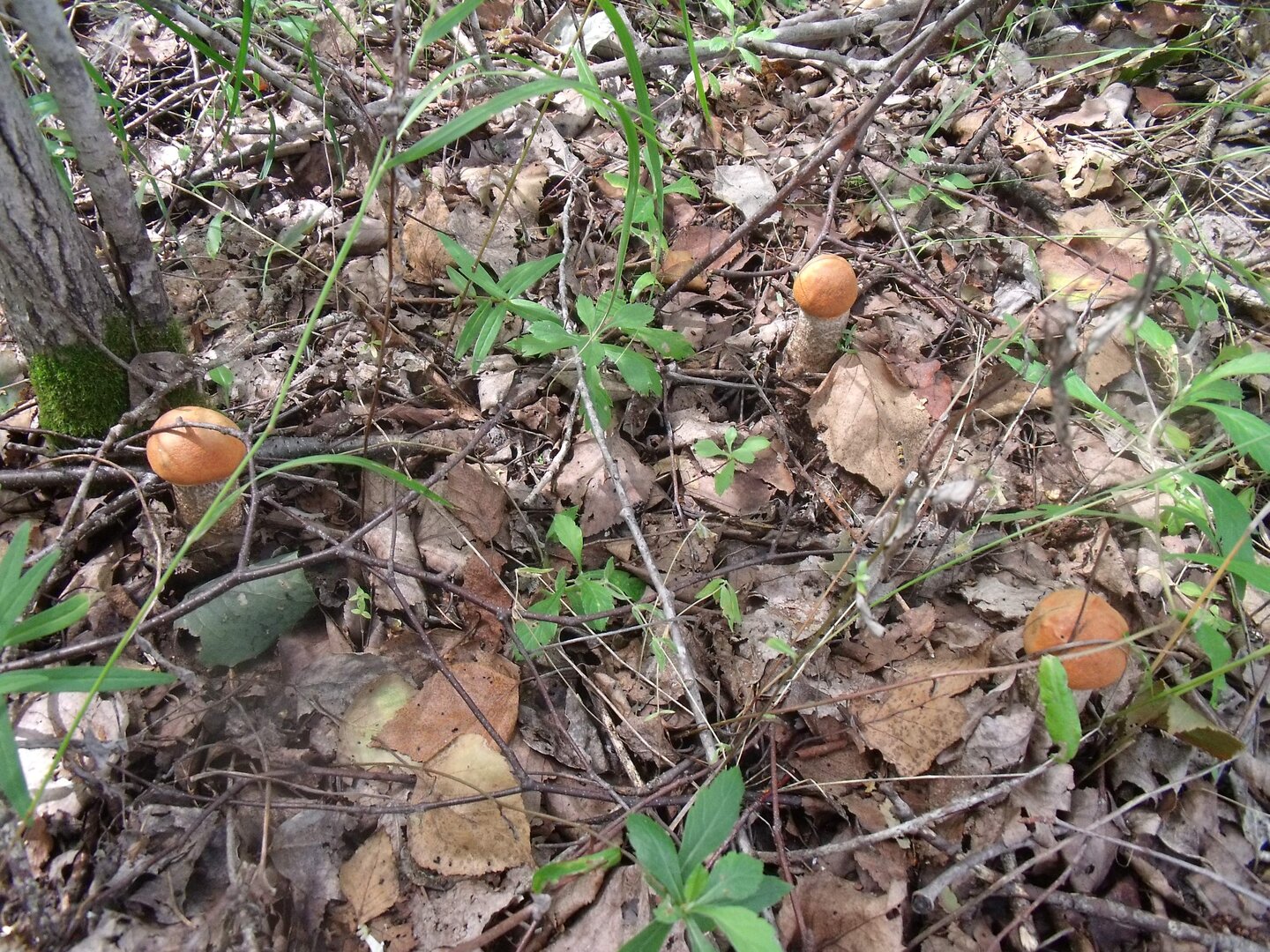 DSCF3647-2.jpg