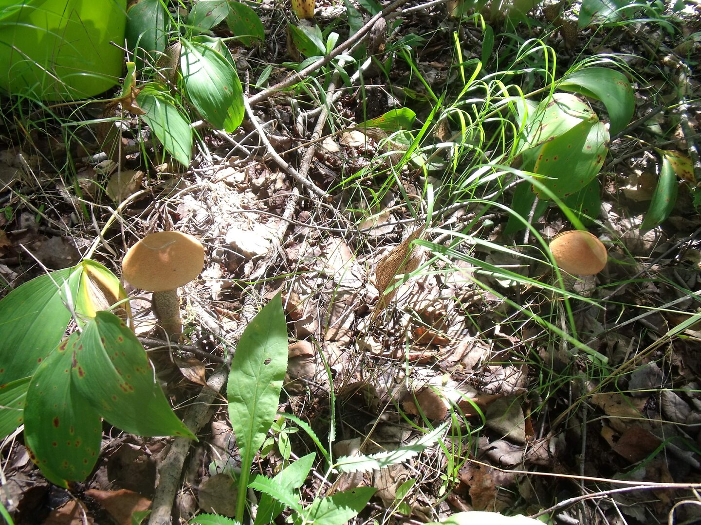 DSCF3648-2.jpg