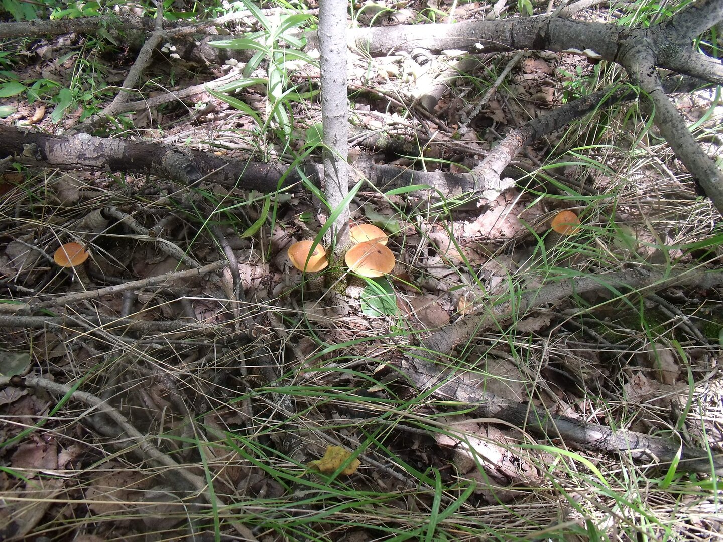 DSCF3651-2.jpg