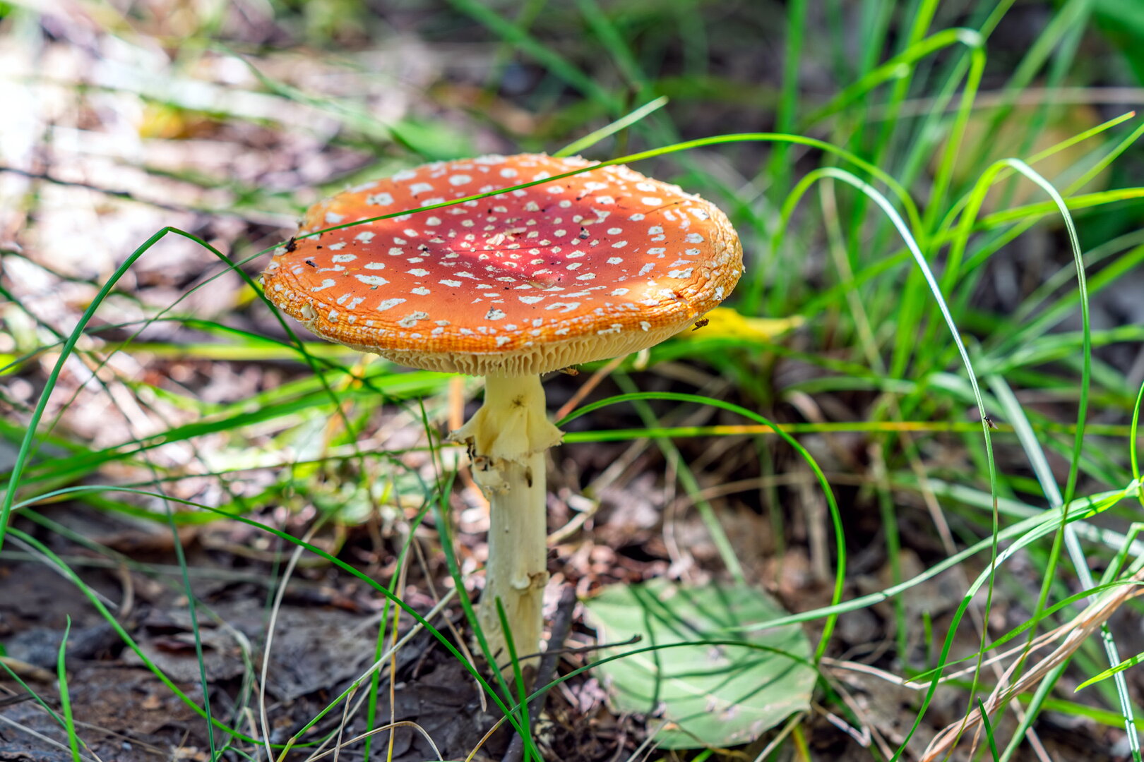 DSCF3683.jpg