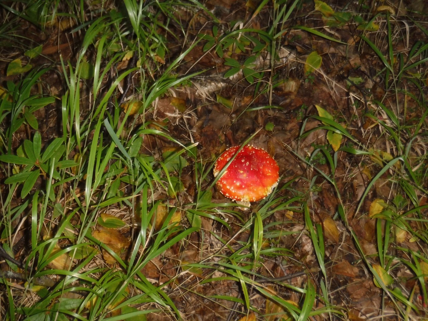 DSCF3688.JPG
