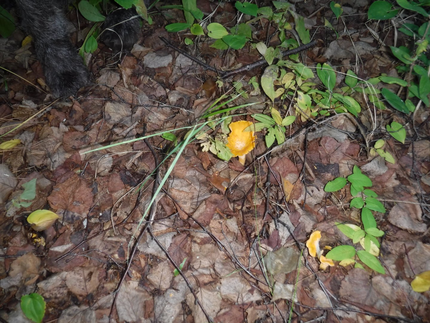 DSCF3689.JPG