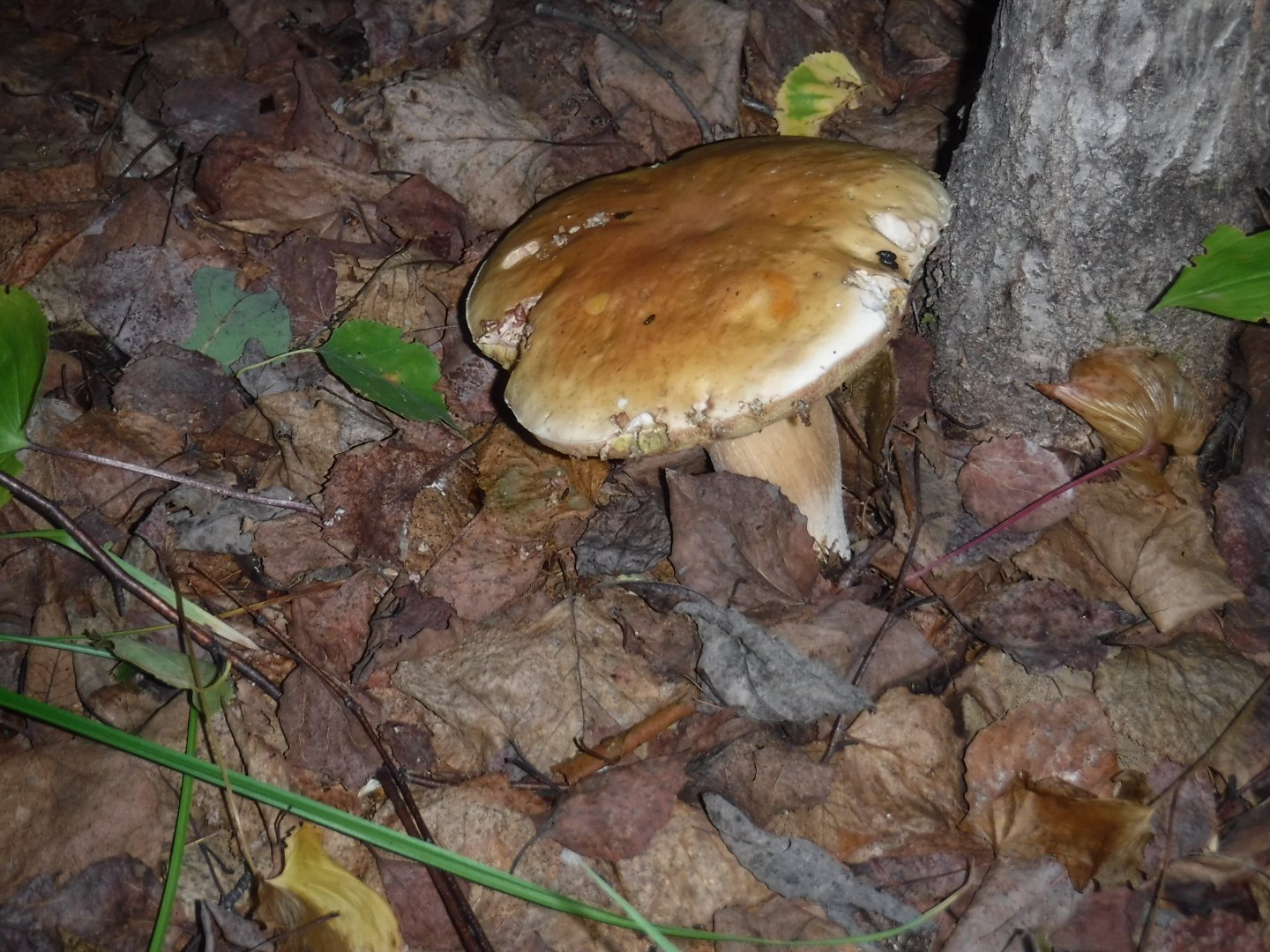 DSCF3690.JPG