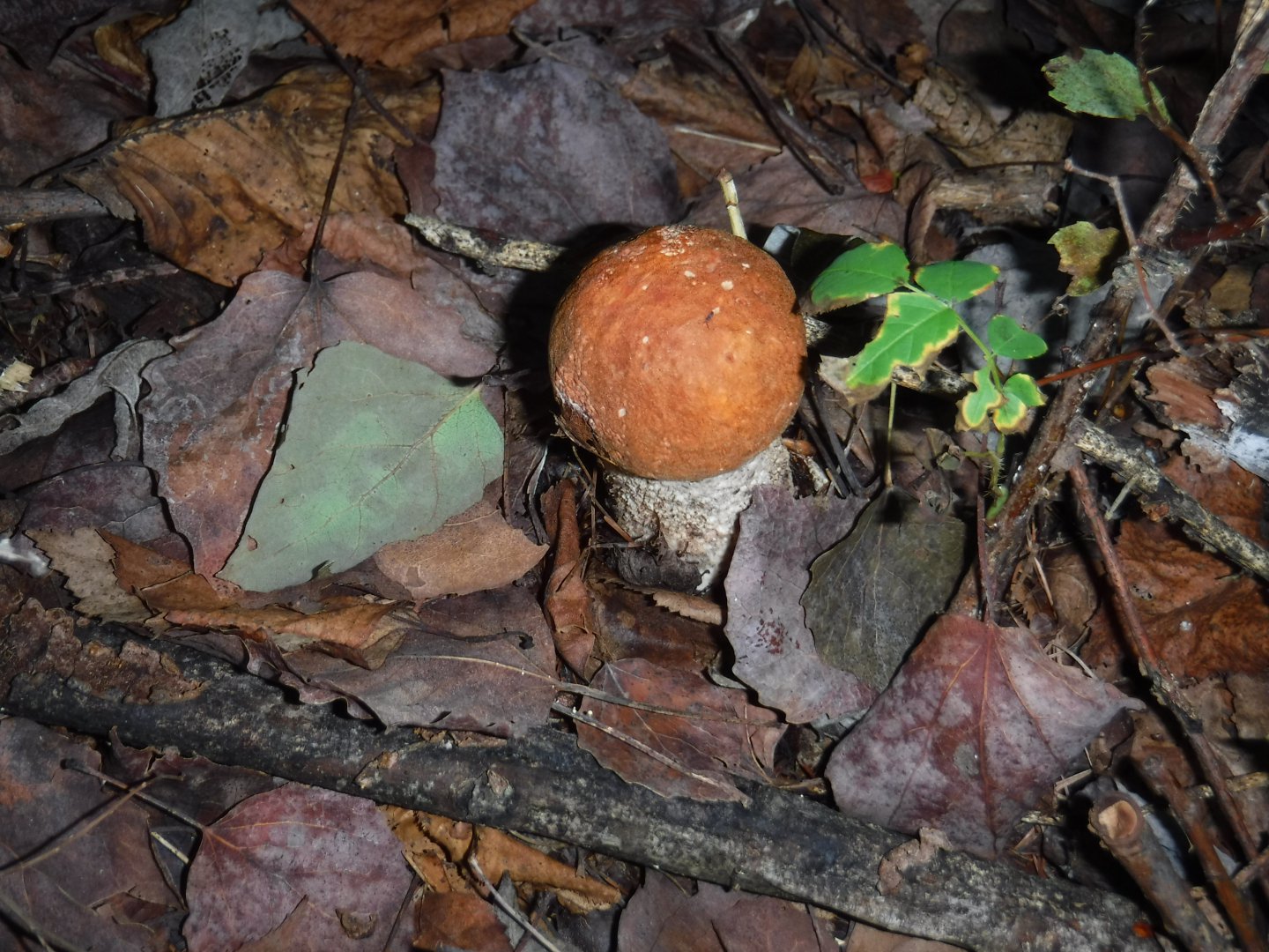 DSCF3691.JPG