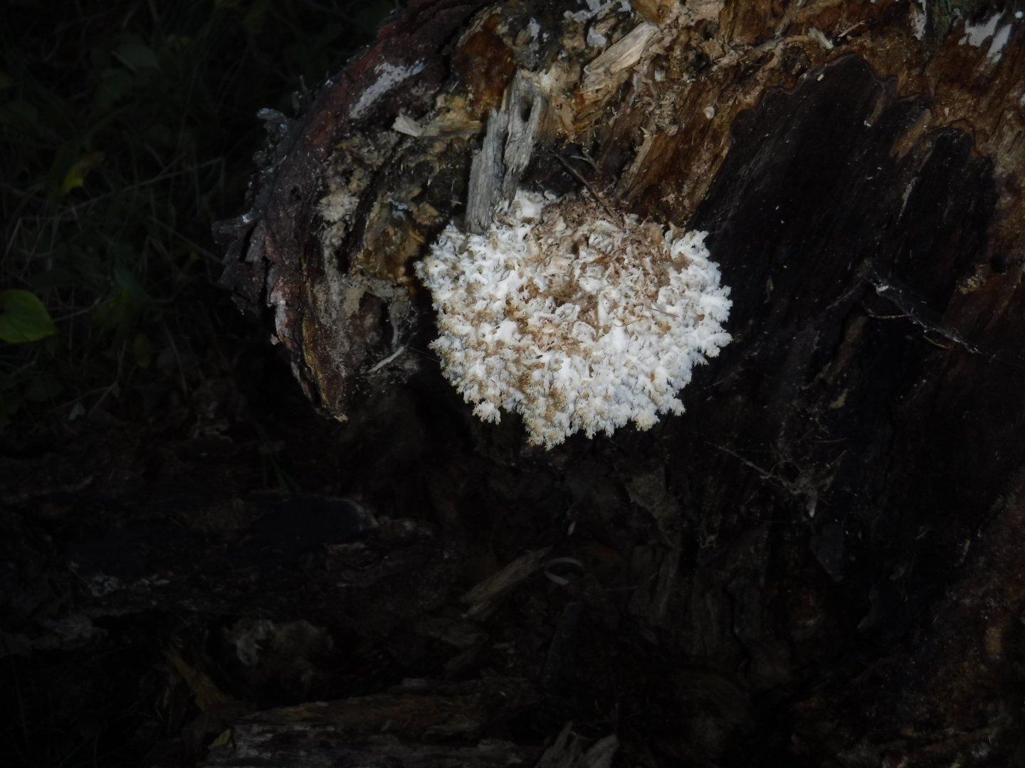 DSCF3692.JPG