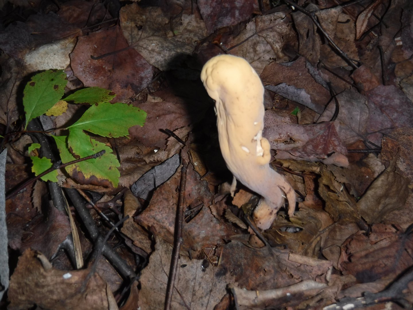 DSCF3694.JPG