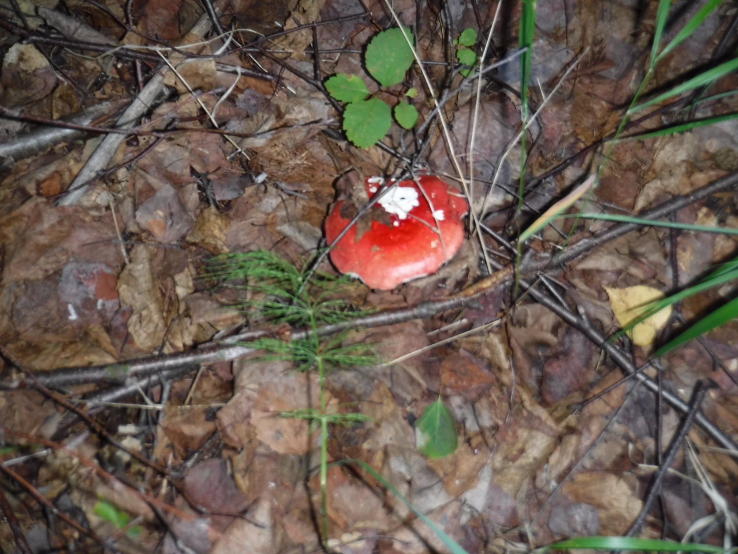 DSCF3695.JPG