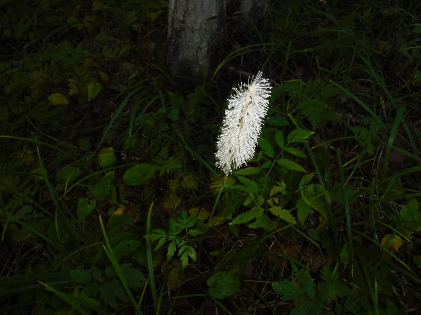 DSCF3696.JPG