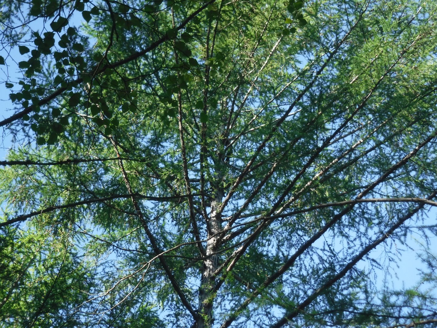 DSCF3698.JPG
