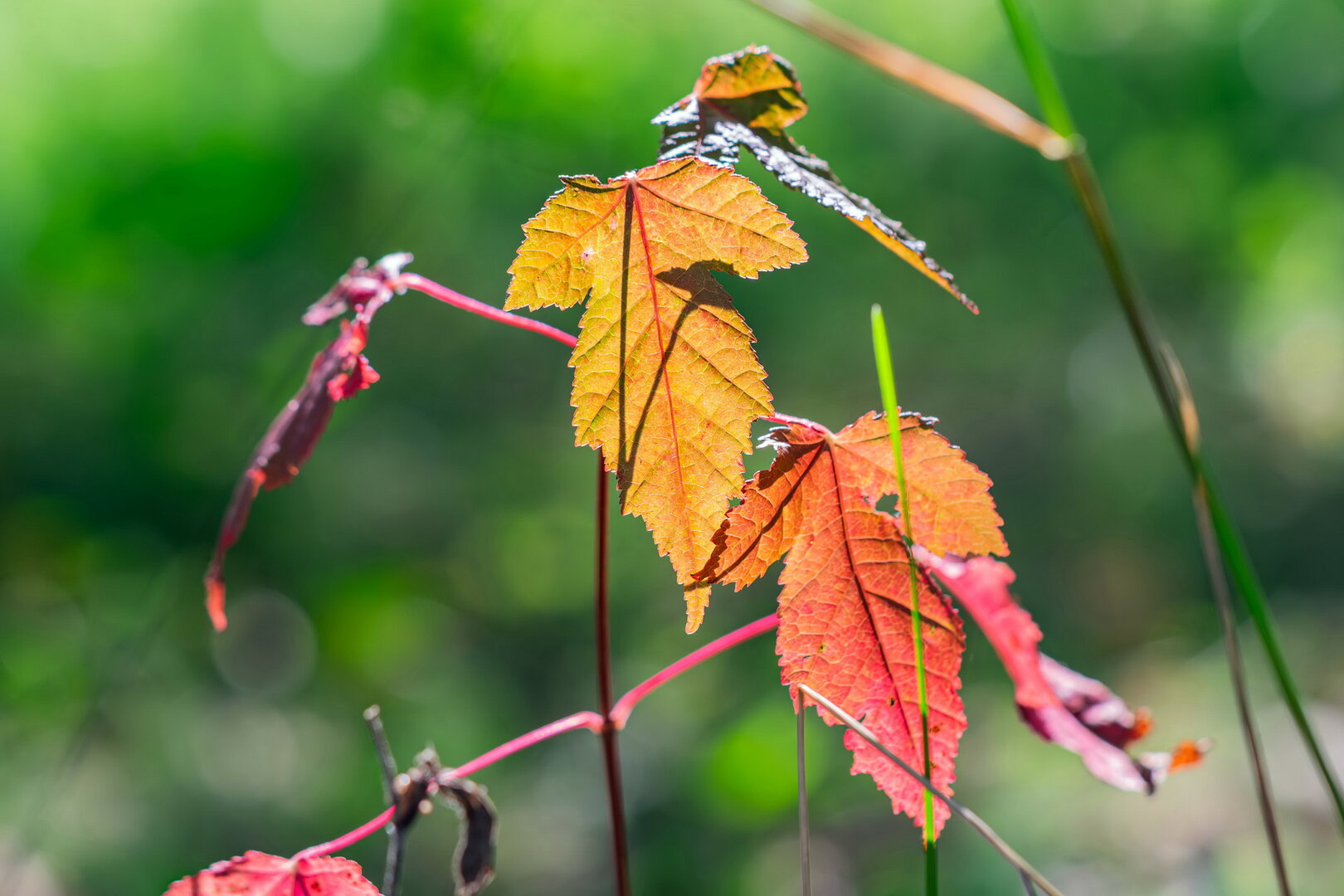 DSCF3708.jpg
