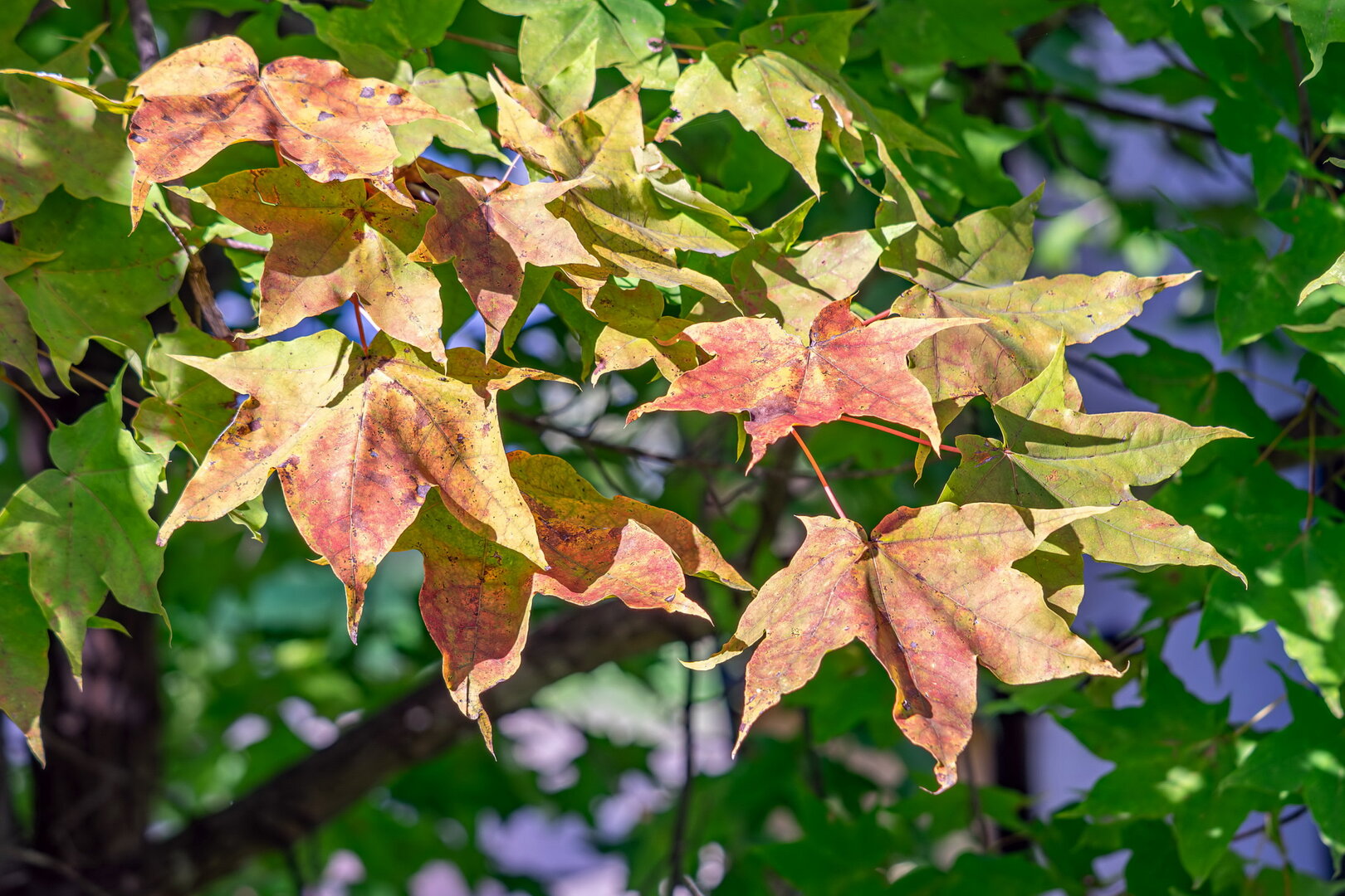 DSCF3738.jpg